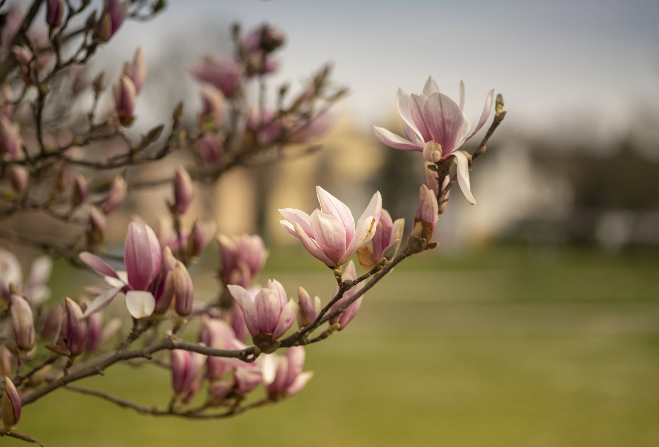 Cand se planteaza Magnolia? Perioadele Optime in Romania