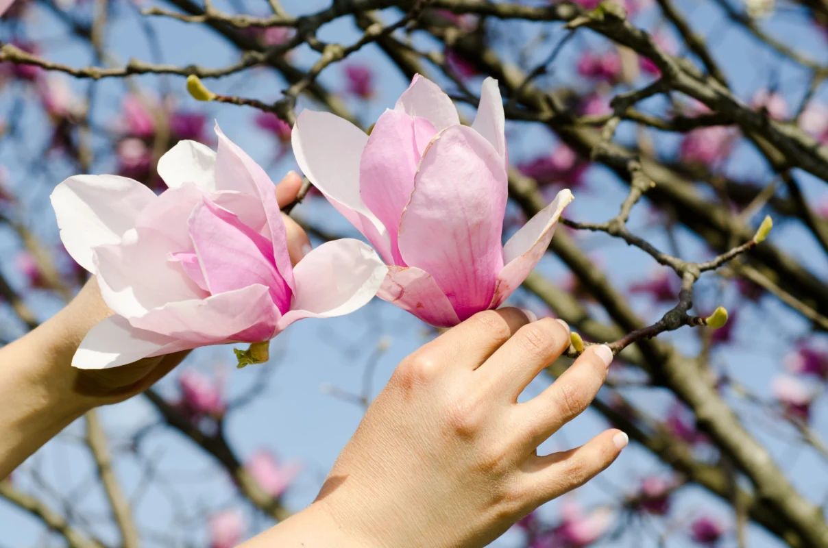 La cat timp Infloreste Magnolia dupa plantare? Secretul infloririi rapide