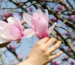 La cat timp Infloreste Magnolia dupa plantare? Secretul infloririi rapide